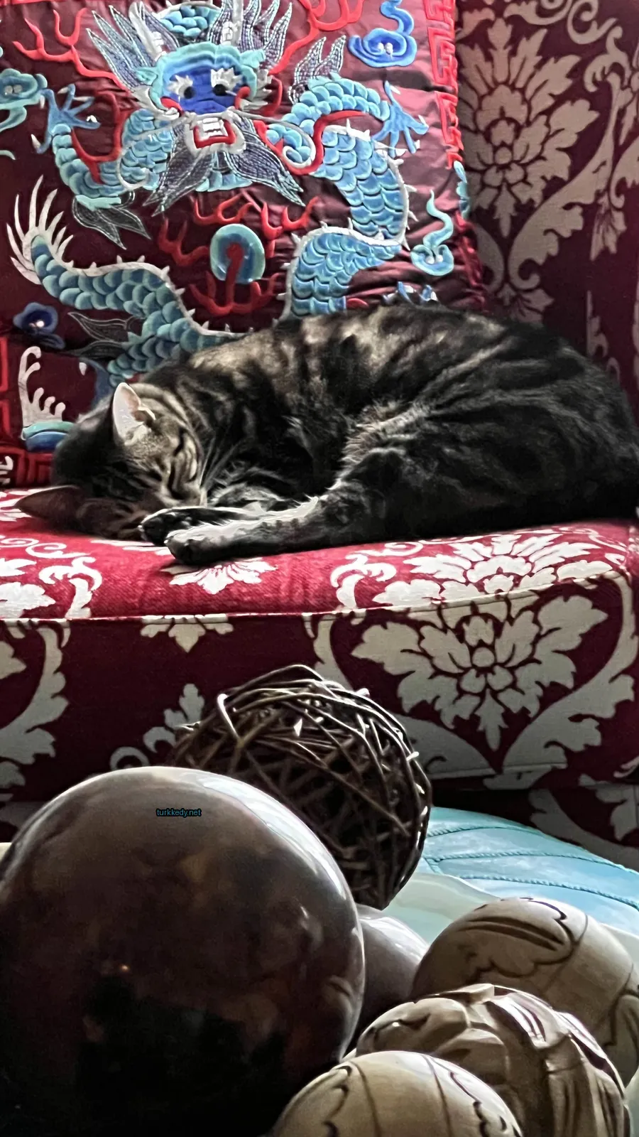 Kedi #3419