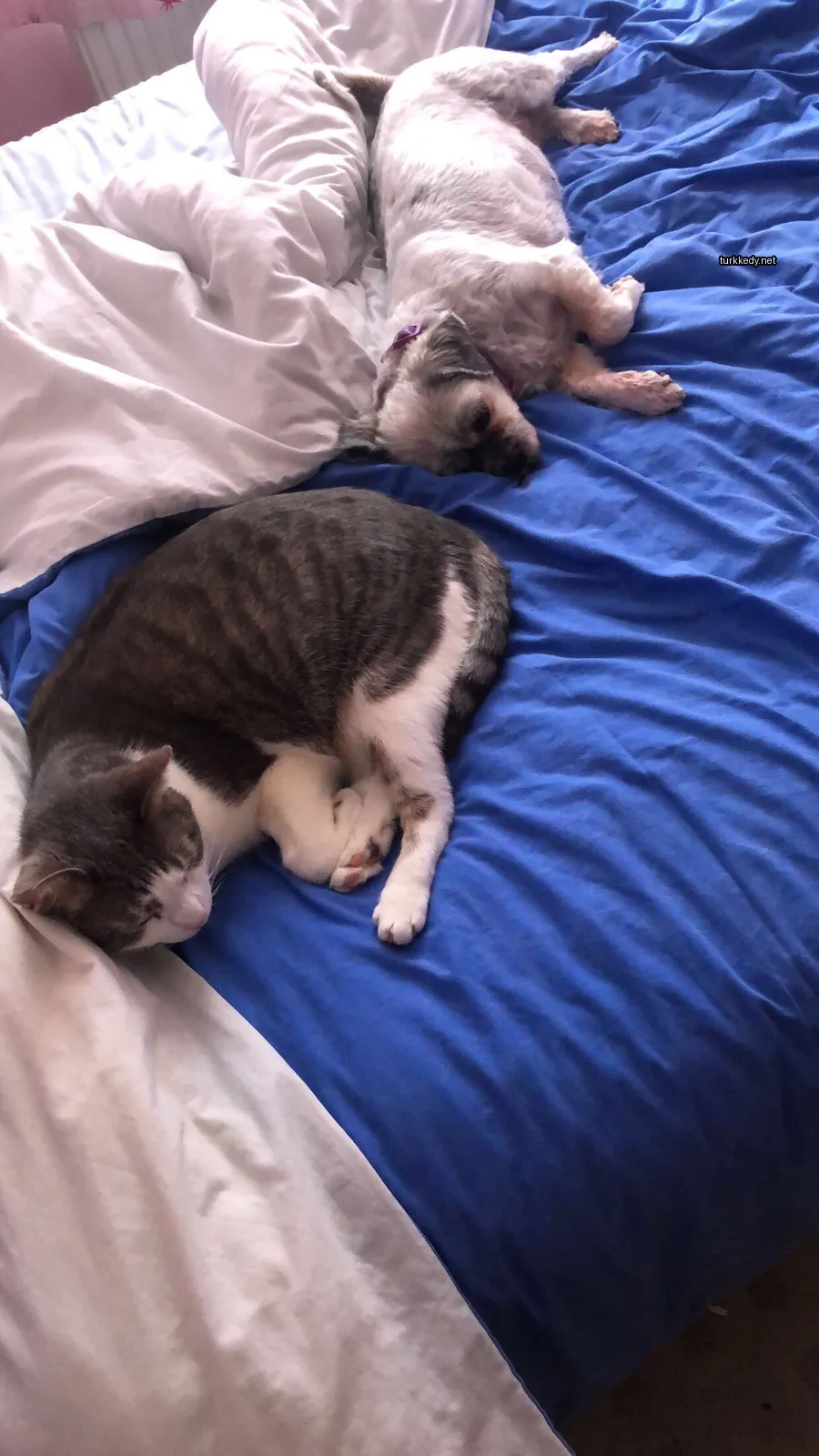 Kedi #3421