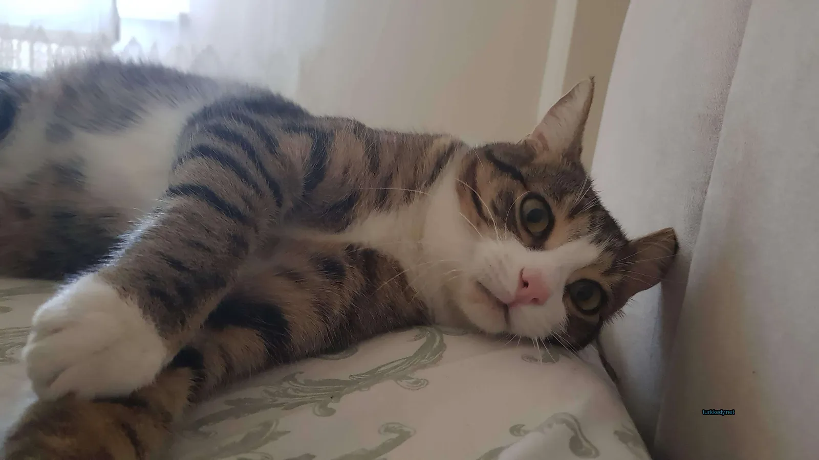 Kedi #3422