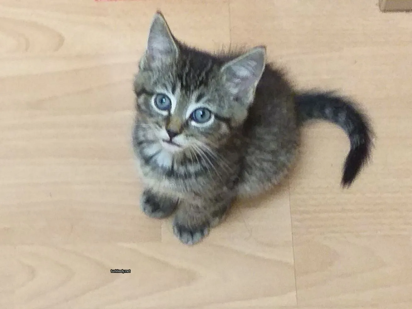 Kedi #3423