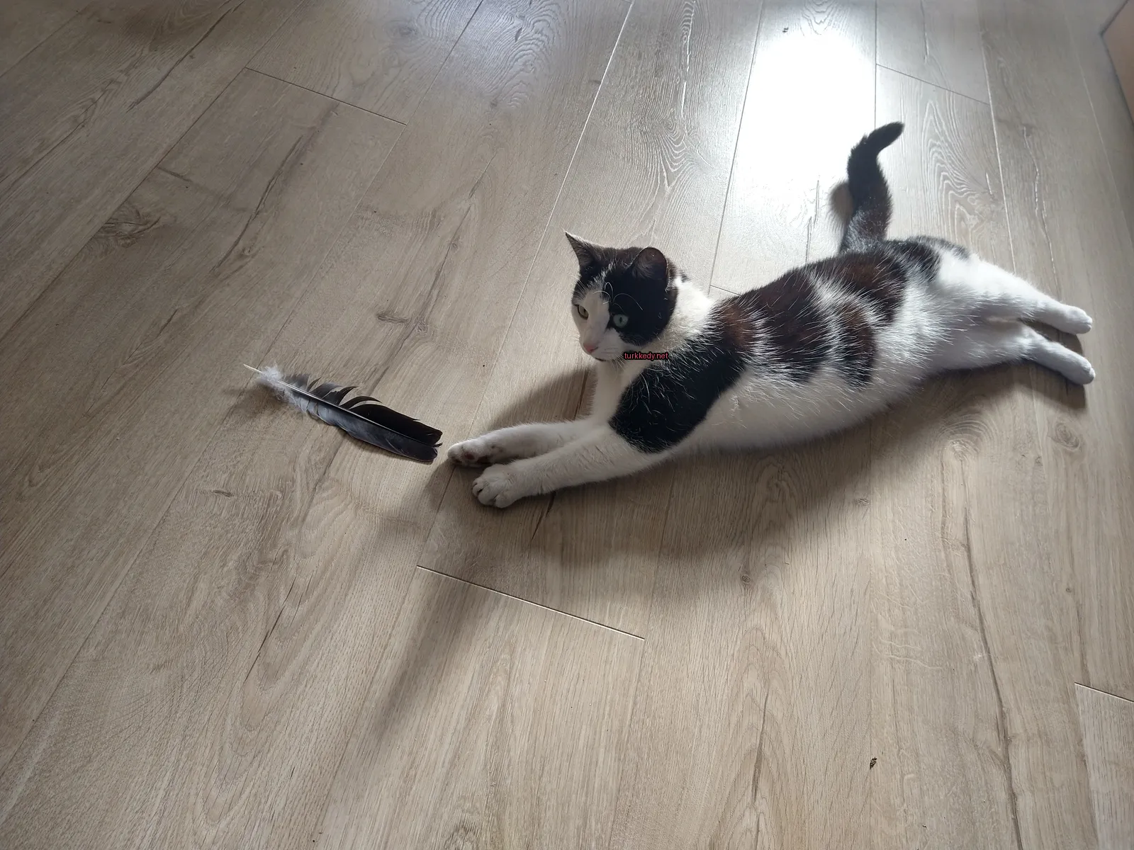 Kedi #3424