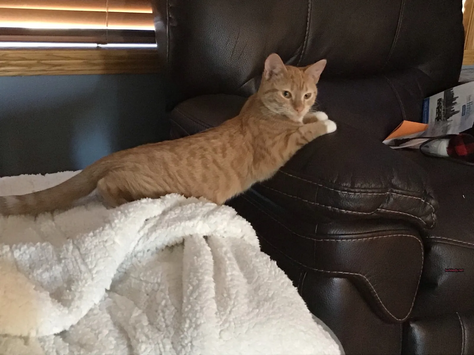 Kedi #3427