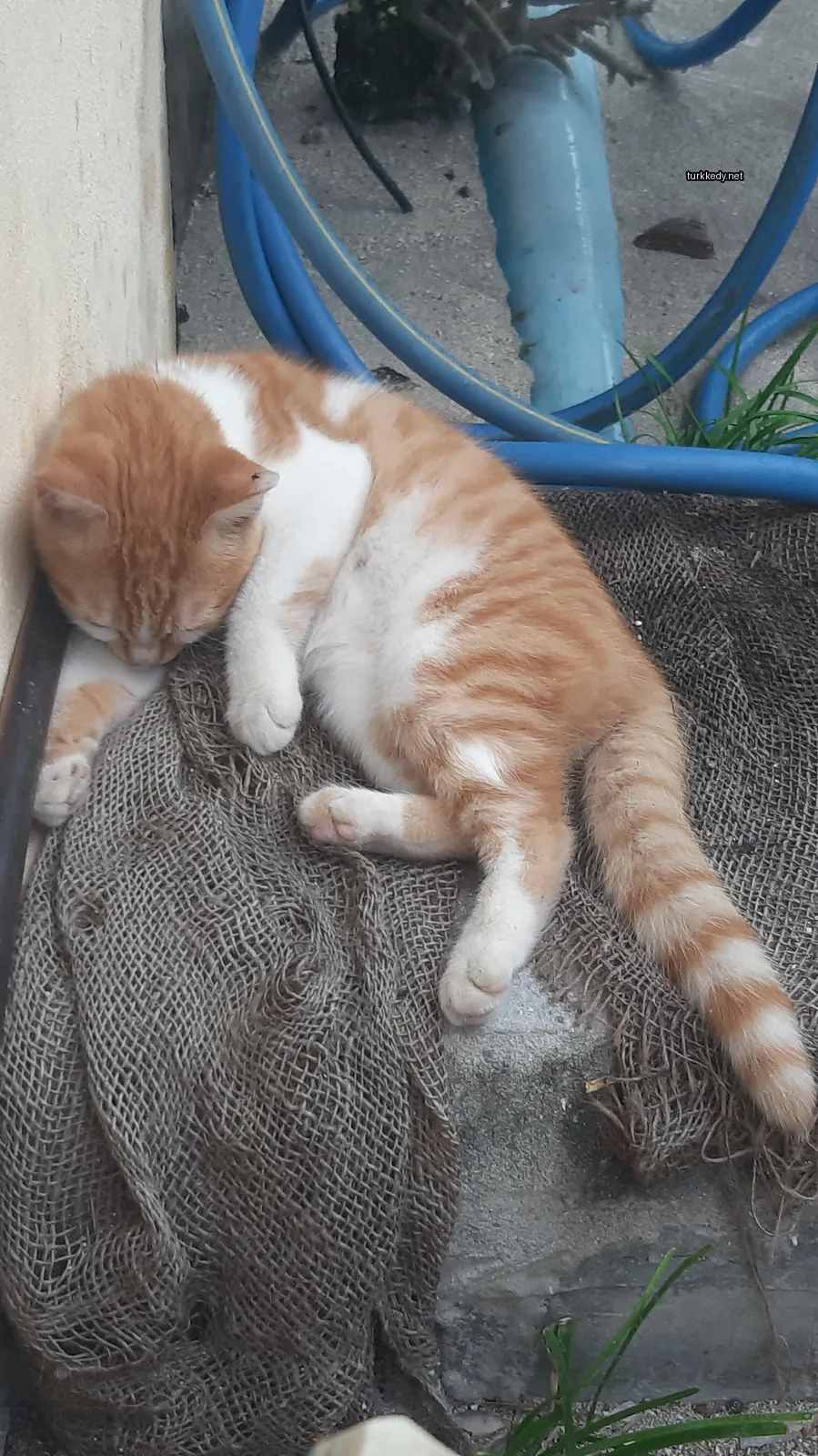 Kedi #3426