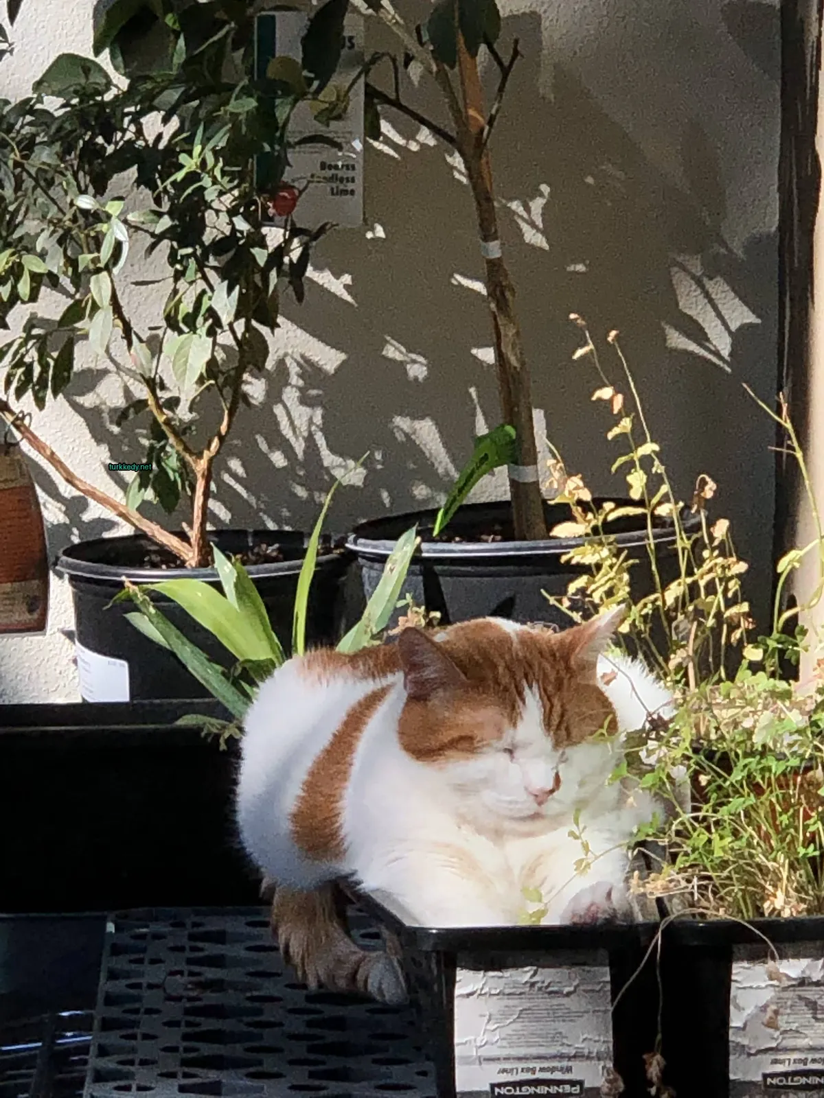 Kedi #3428