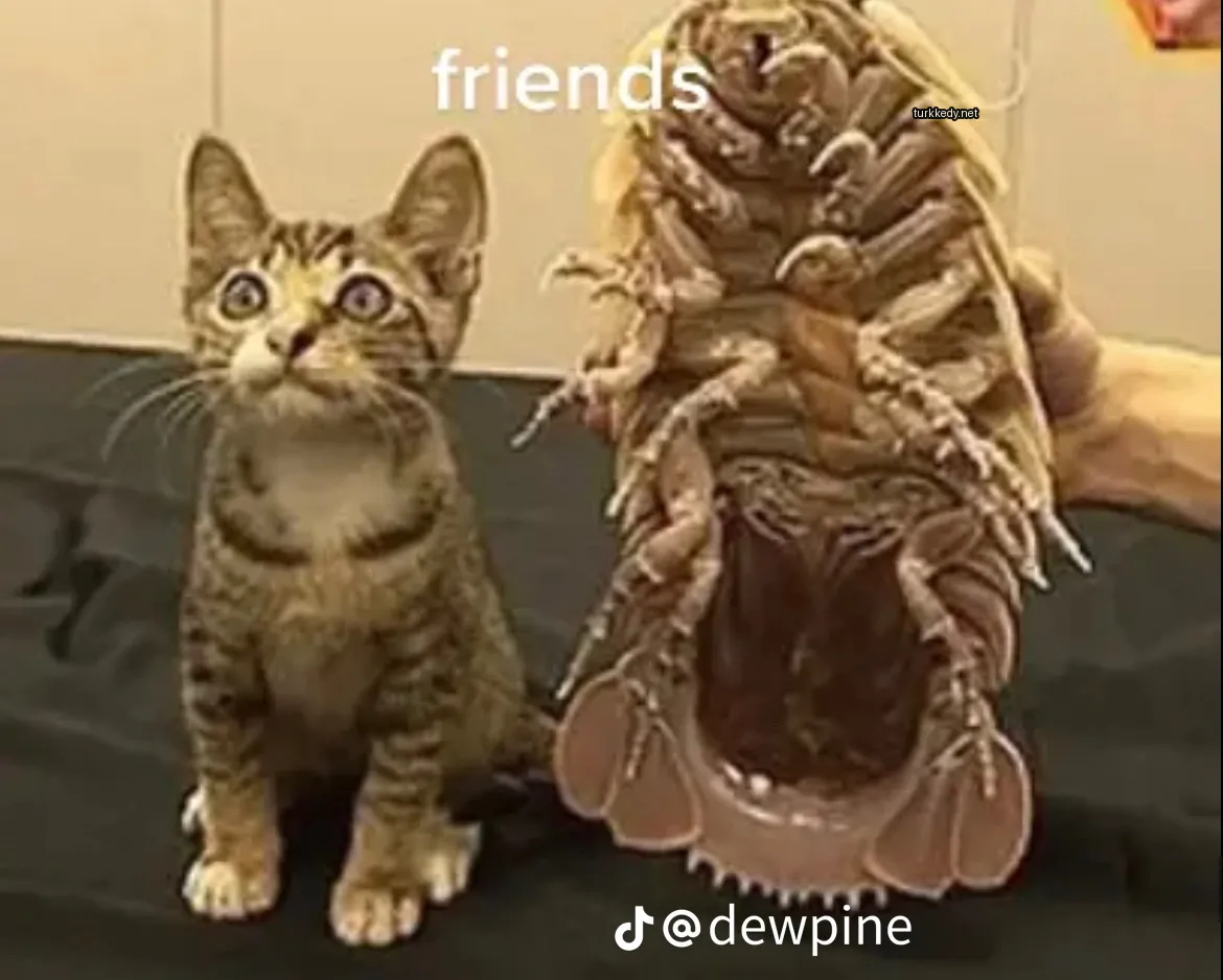 Kedi #3425