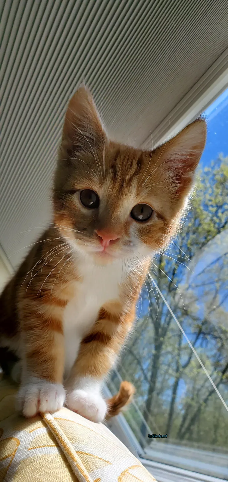 Kedi #3430