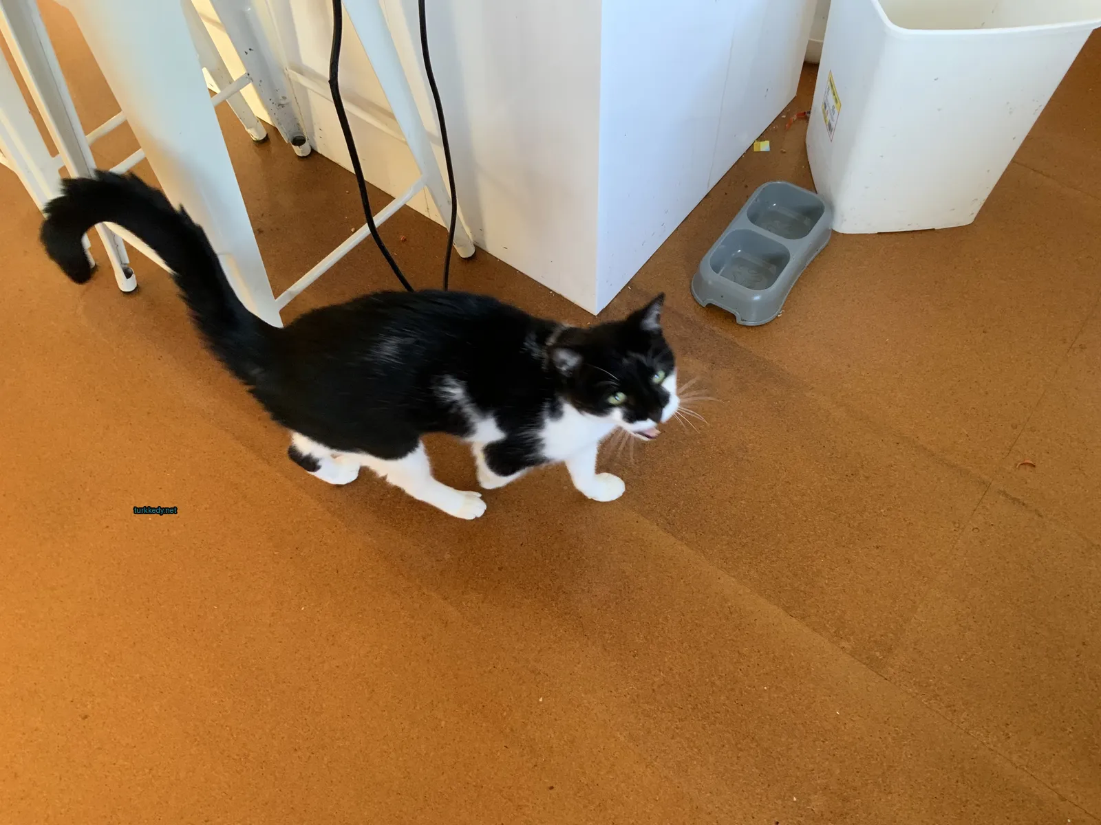 Kedi #3432