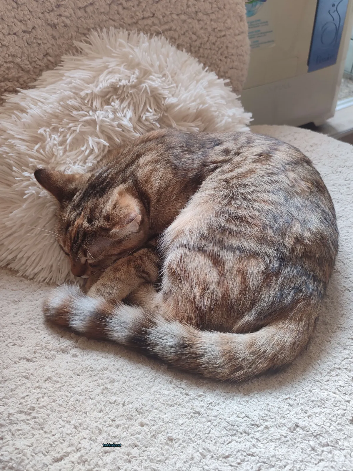 Kedi fotoğrafı #3433