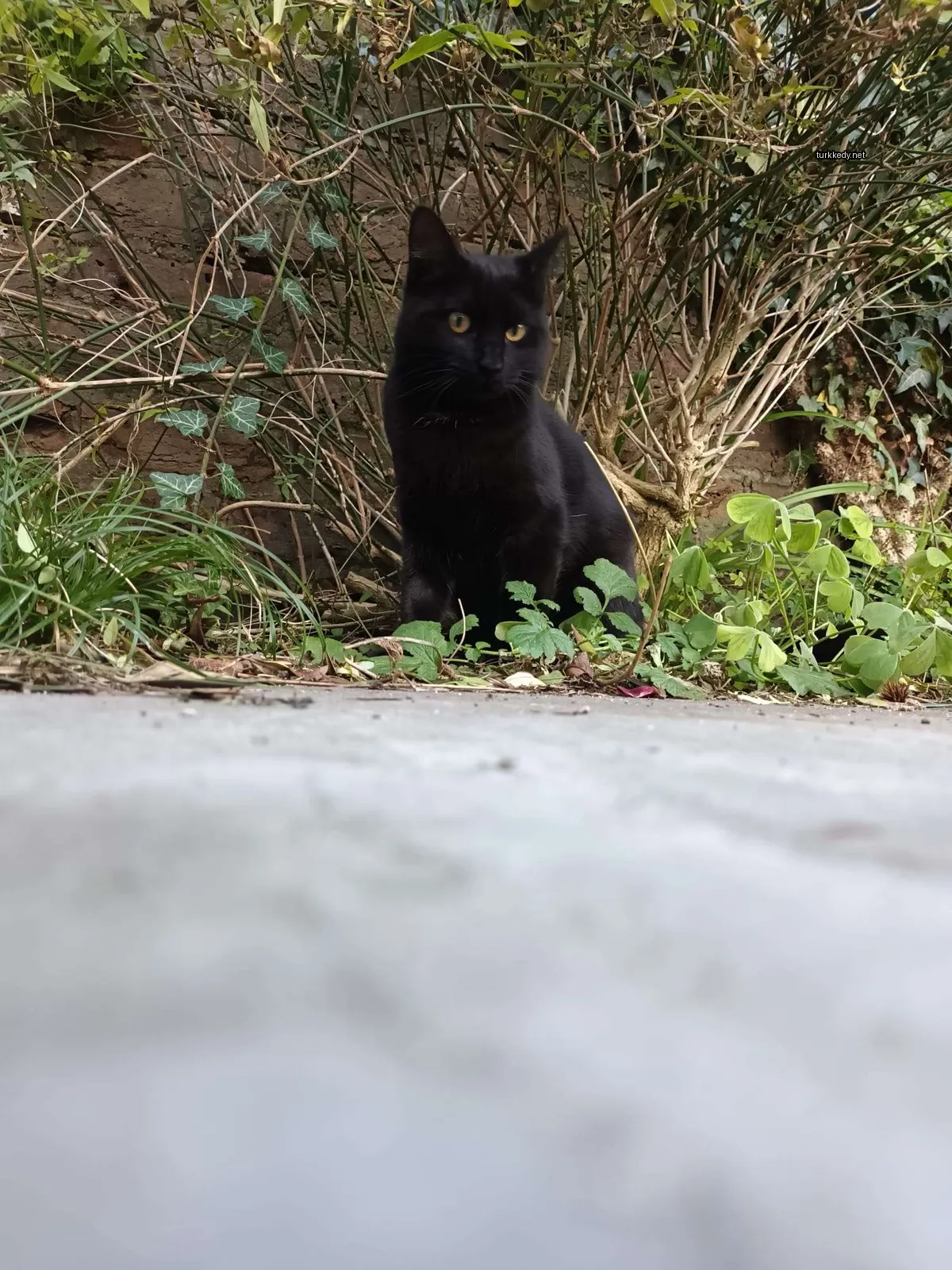 Kedi #3431