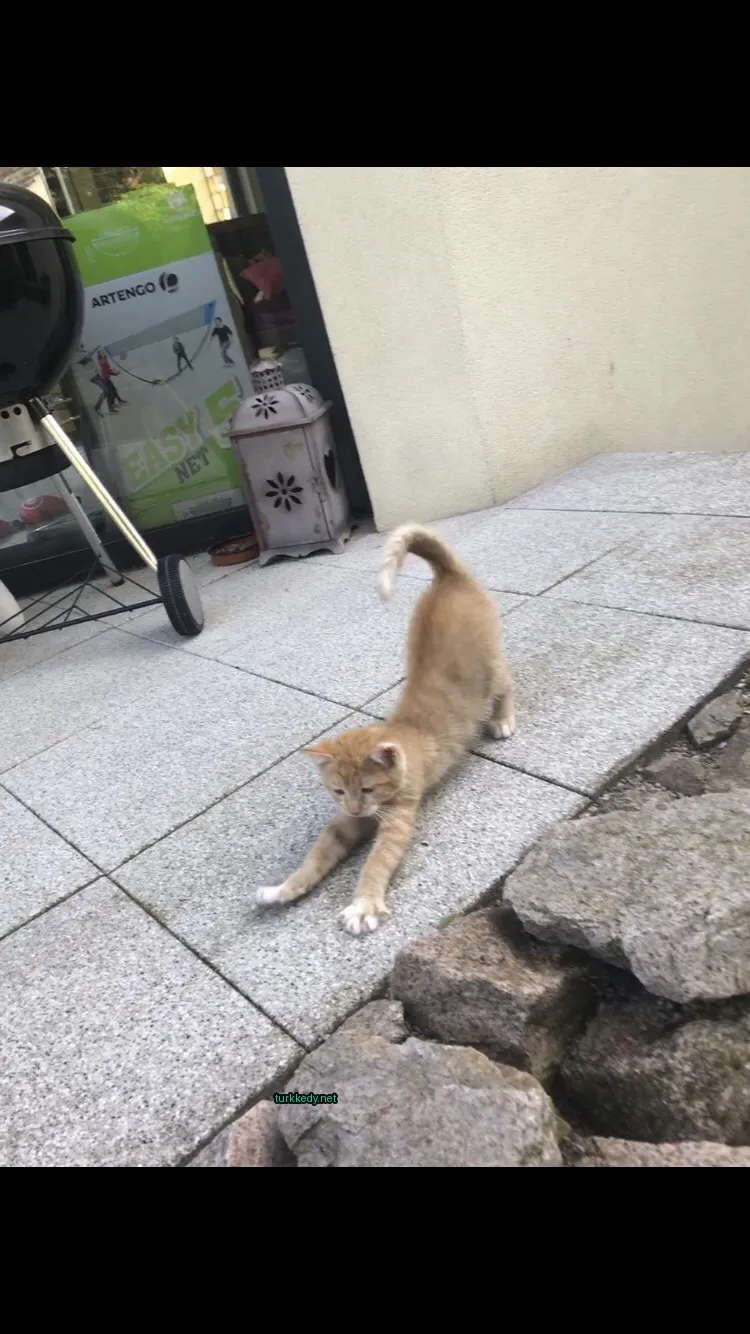 Kedi #3434