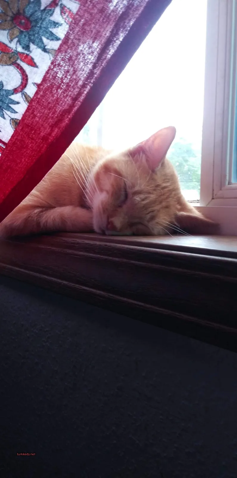 Kedi #3435