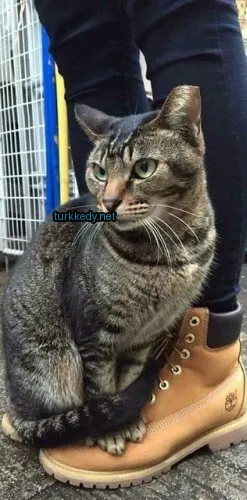 Kedi #3436