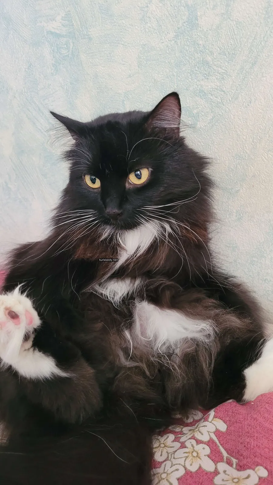Kedi #3437