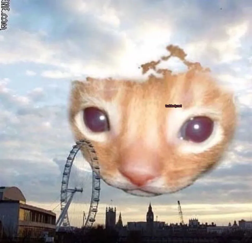Kedi #3438