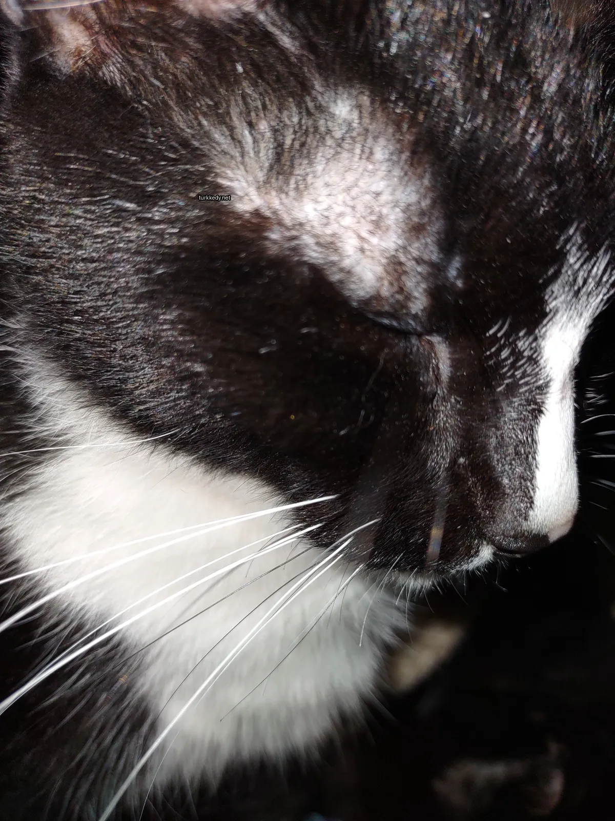 Kedi #3440