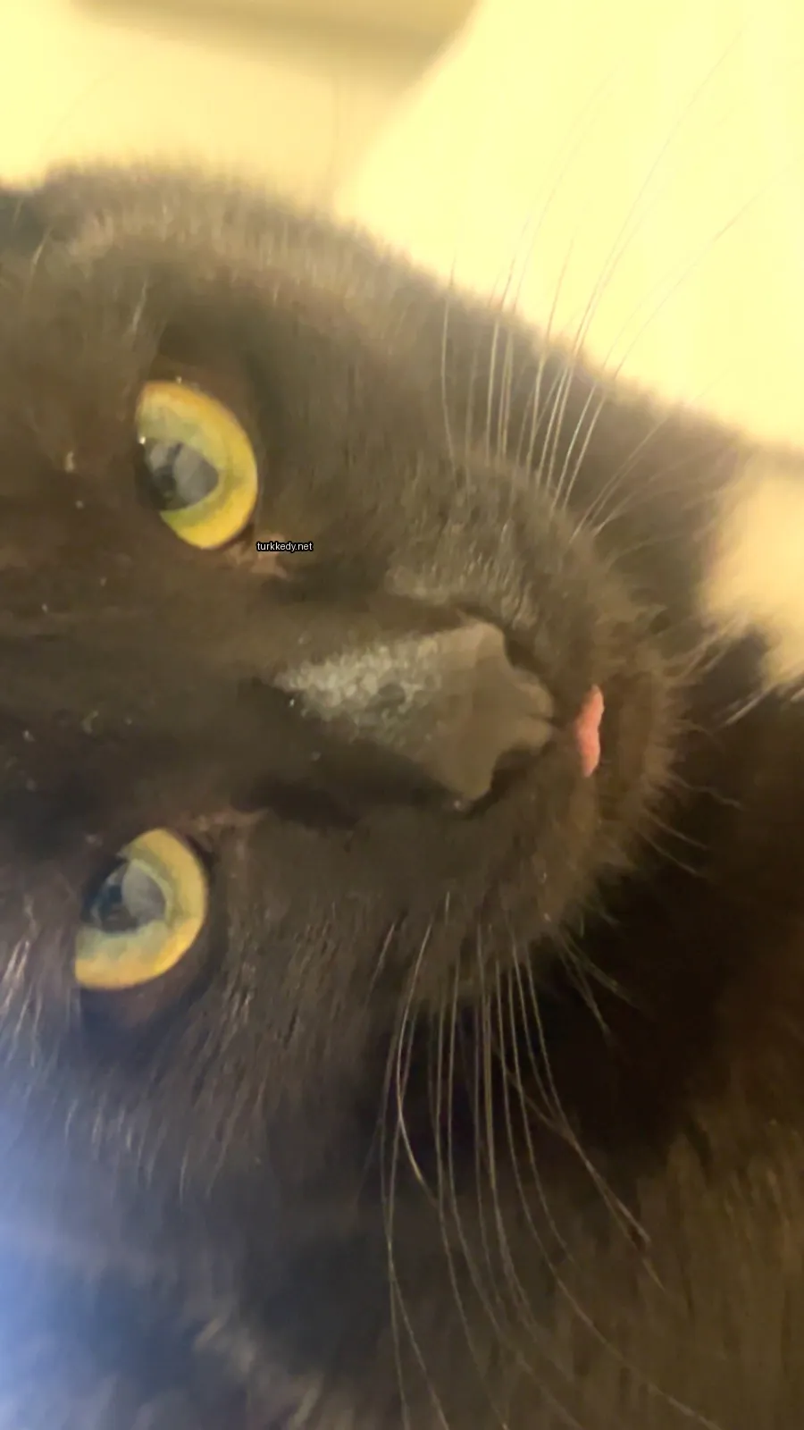 Kedi #3439