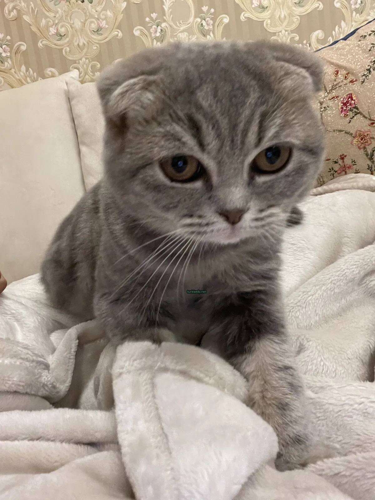 Kedi fotoğrafı #3443
