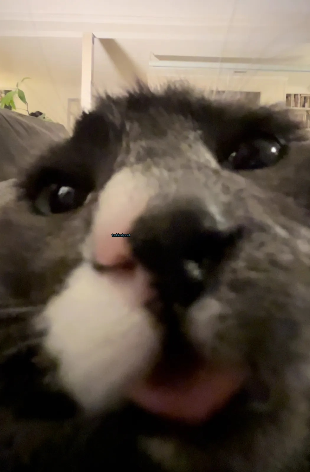 Kedi #3441