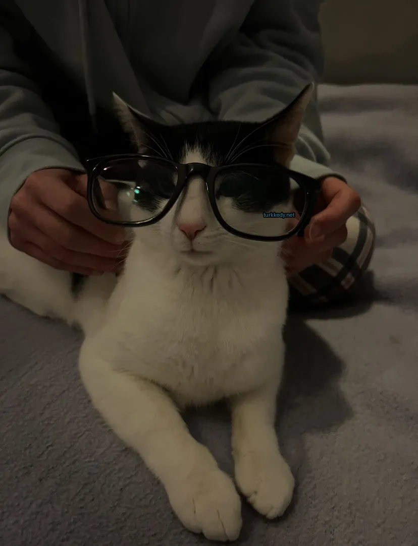 Kedi #3442