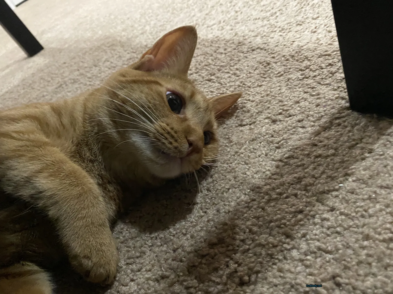 Kedi #3445