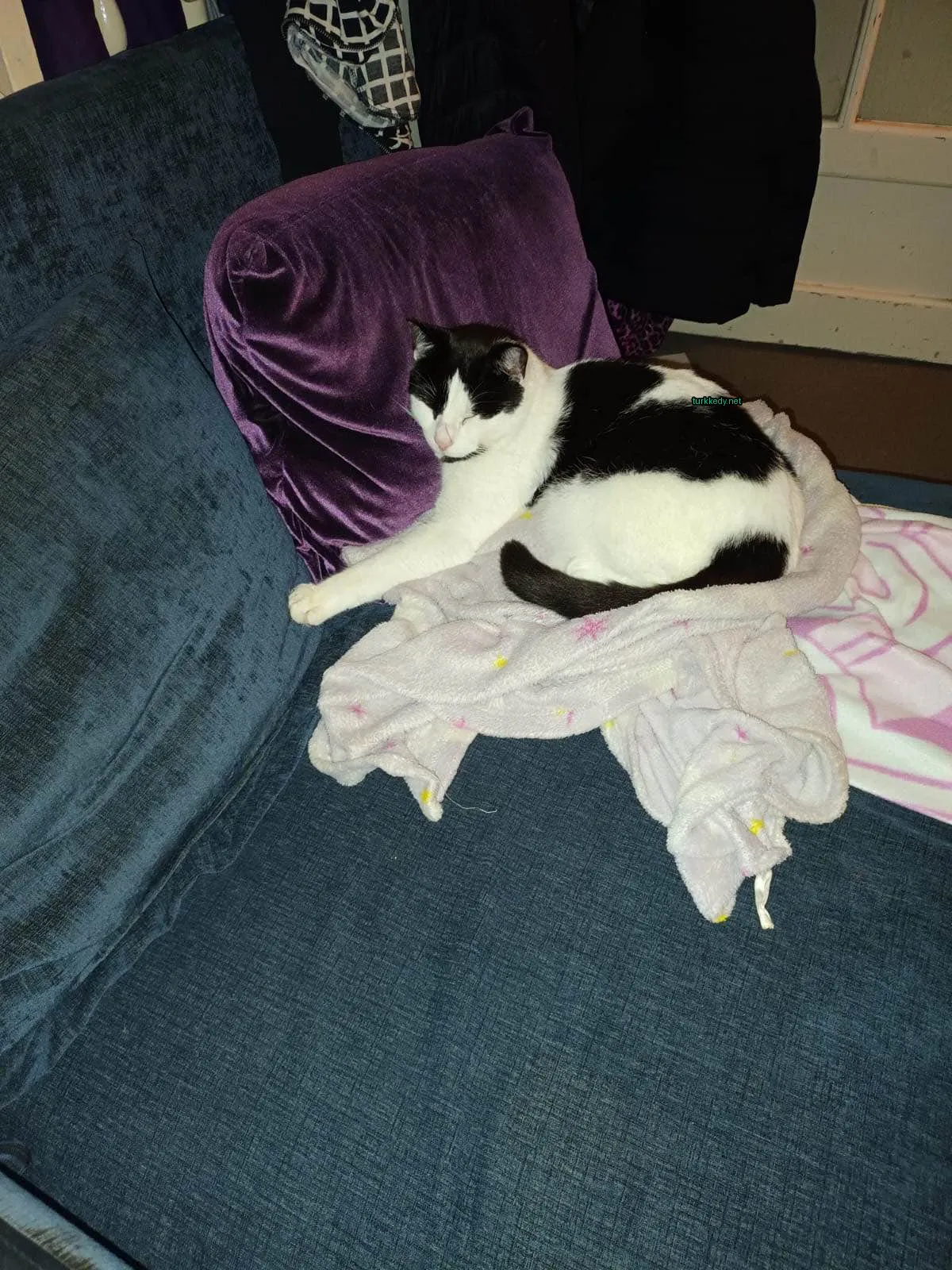 Kedi #3444