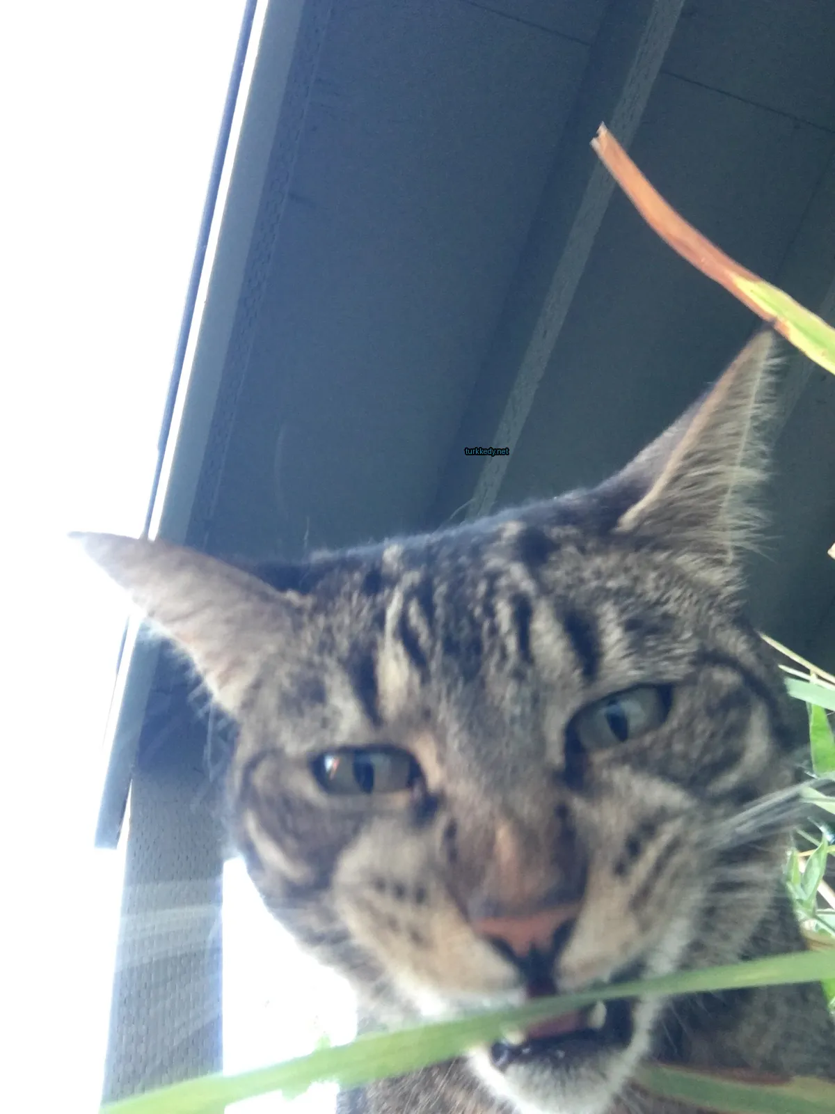 Kedi #3446