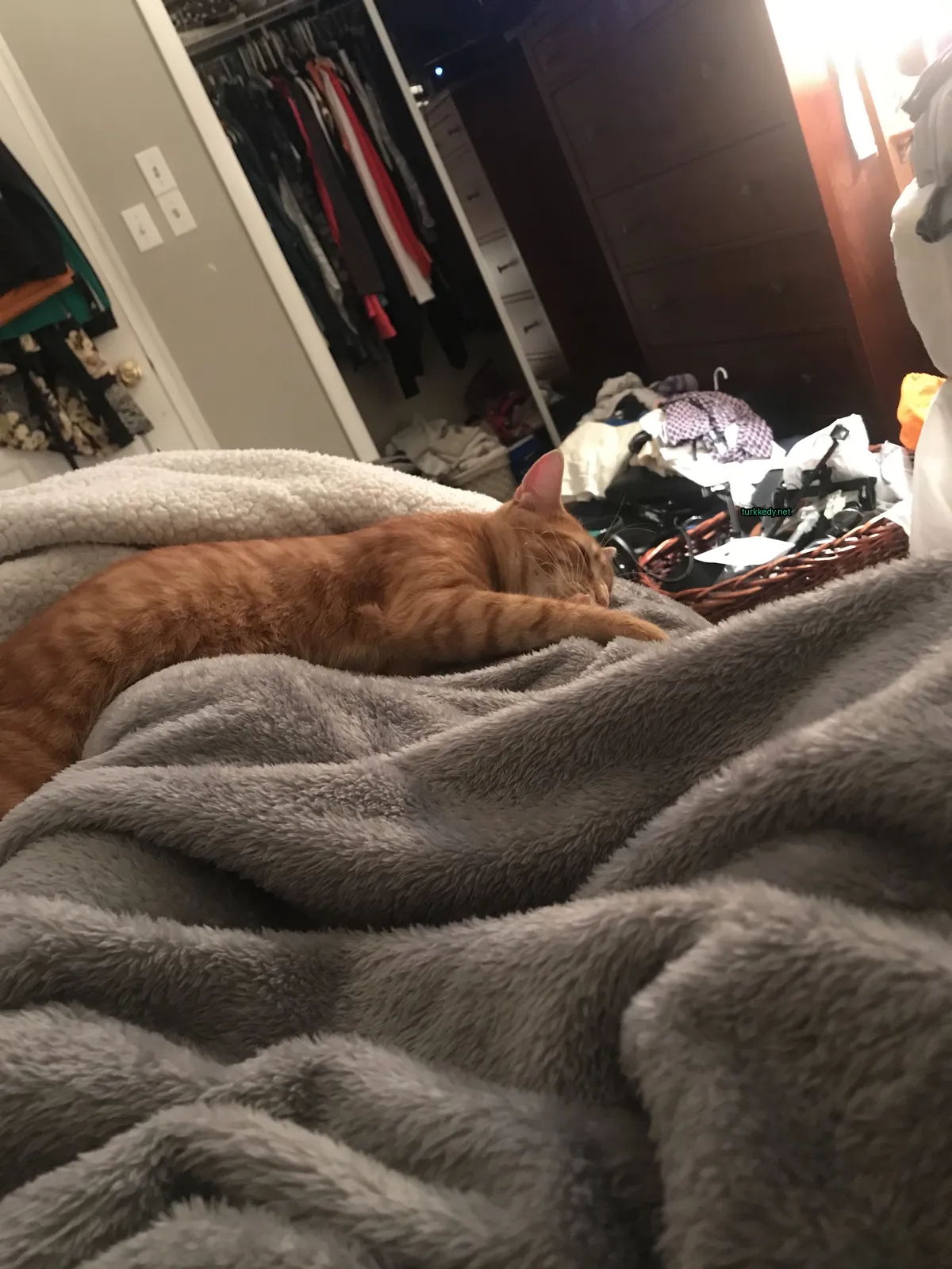 Kedi #3447