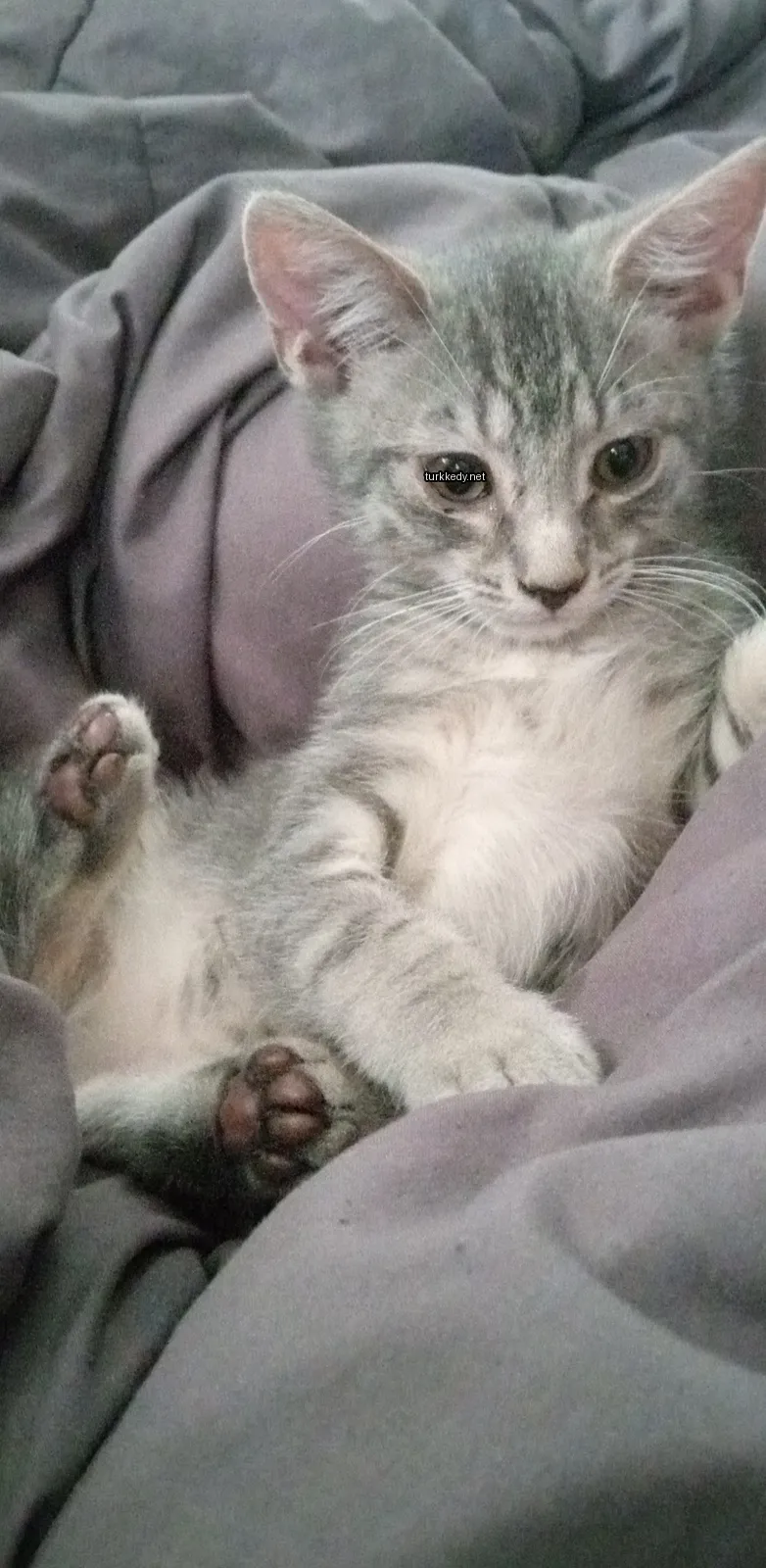 Kedi #3448