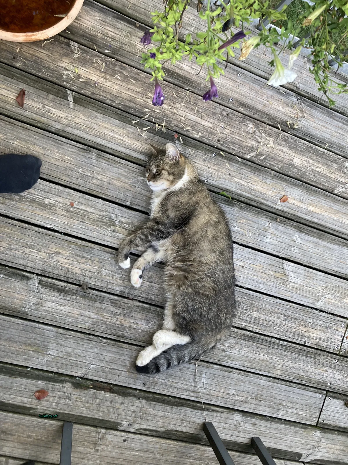 Kedi #3450