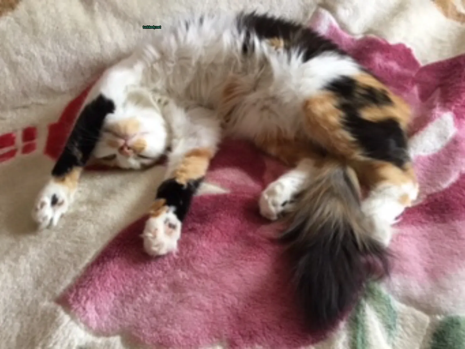 Kedi fotoğrafı #3449
