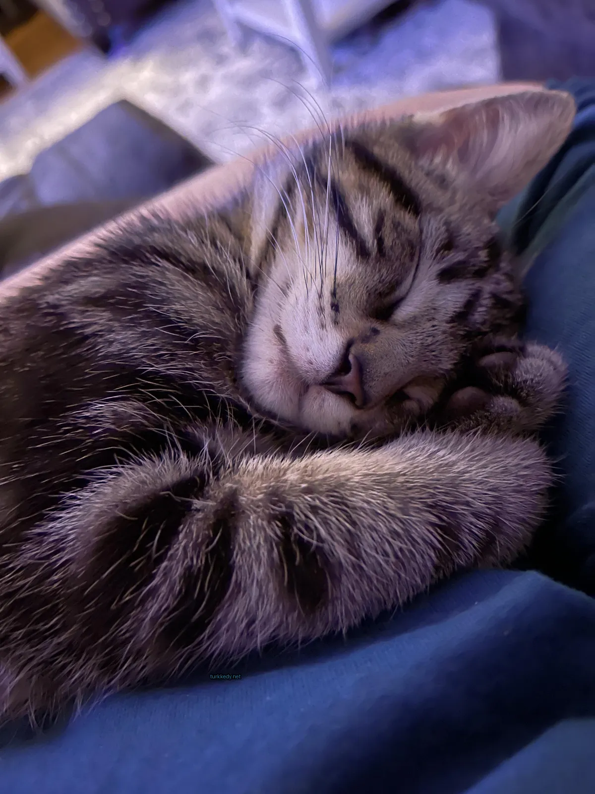 Kedi #3451