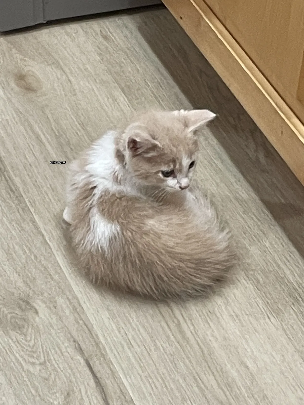 Kedi #3453