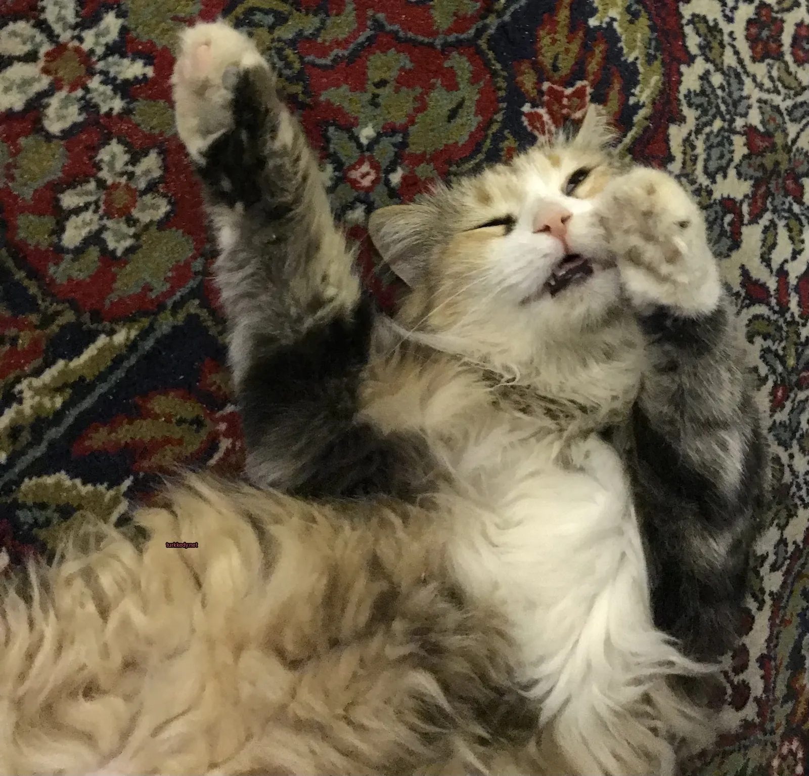 Kedi #3452