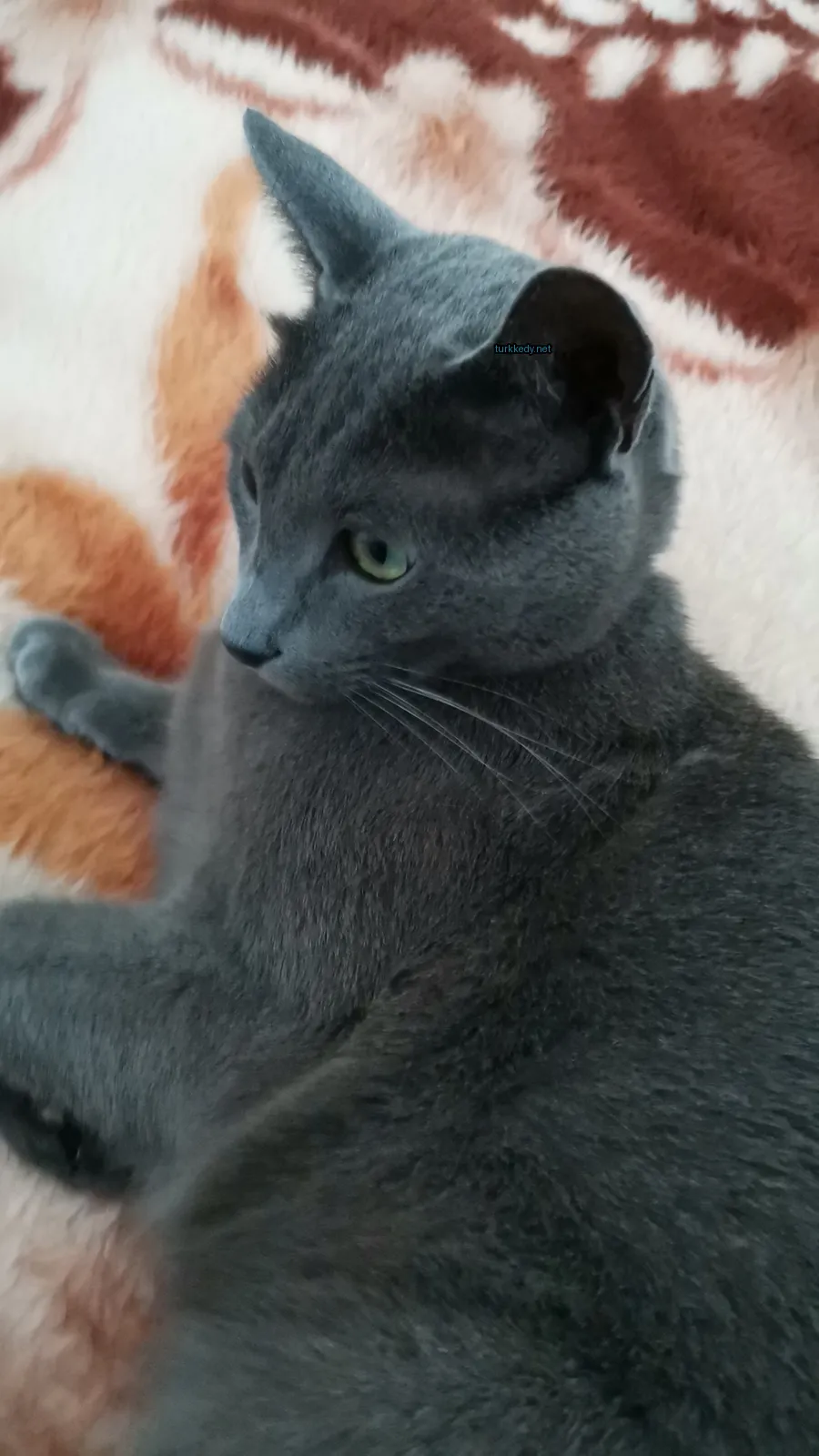 Kedi #3454