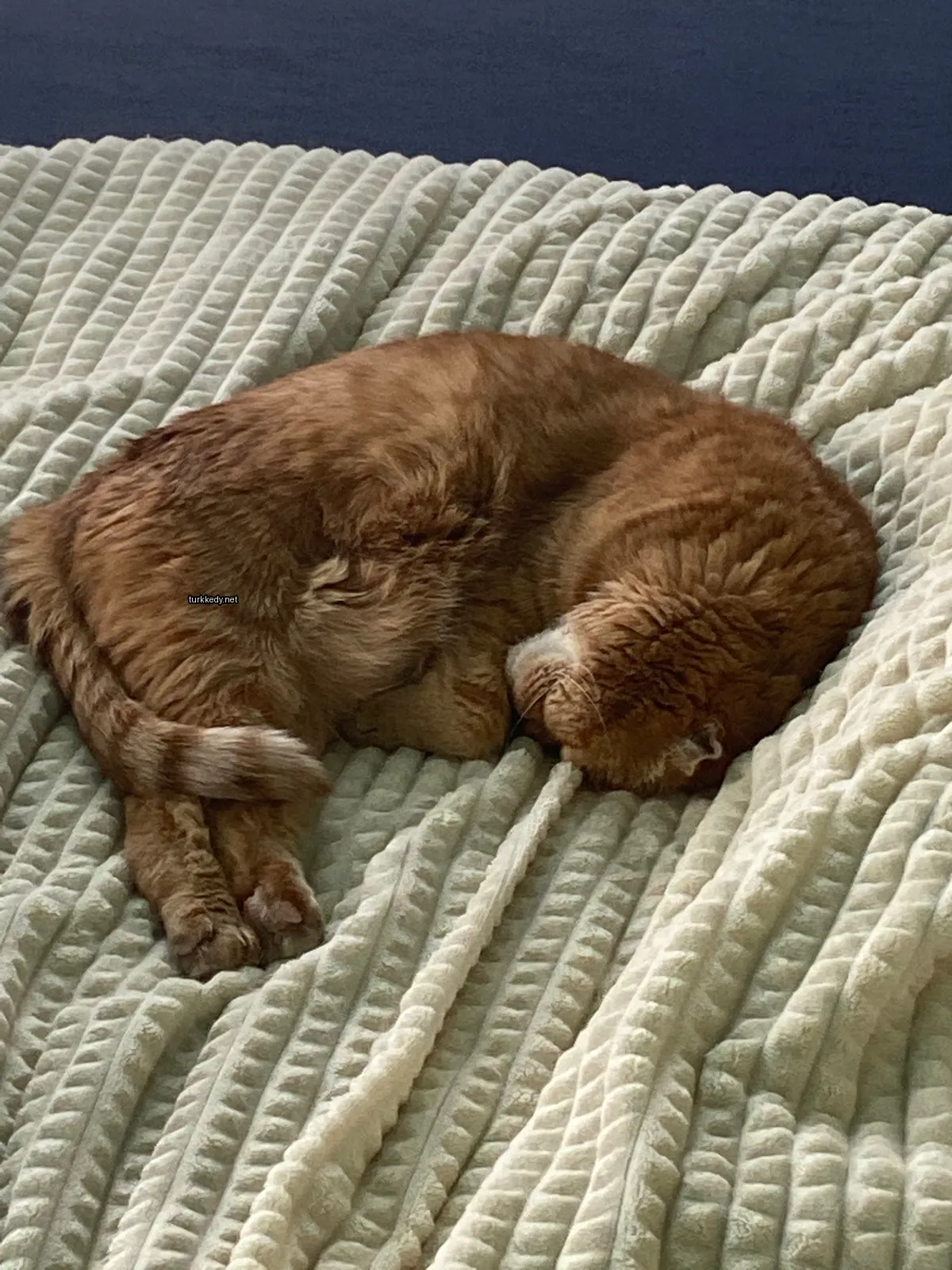 Kedi #3456