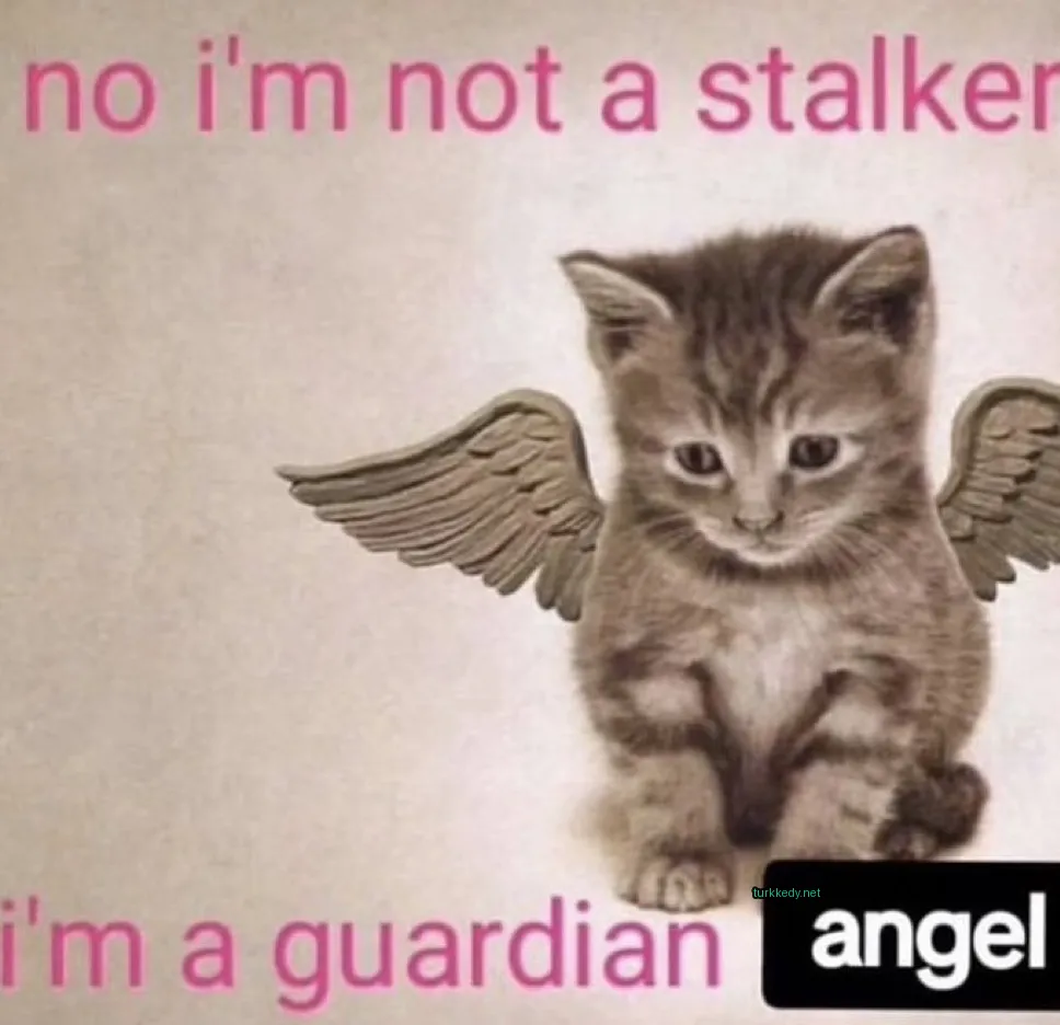 Kedi #3458
