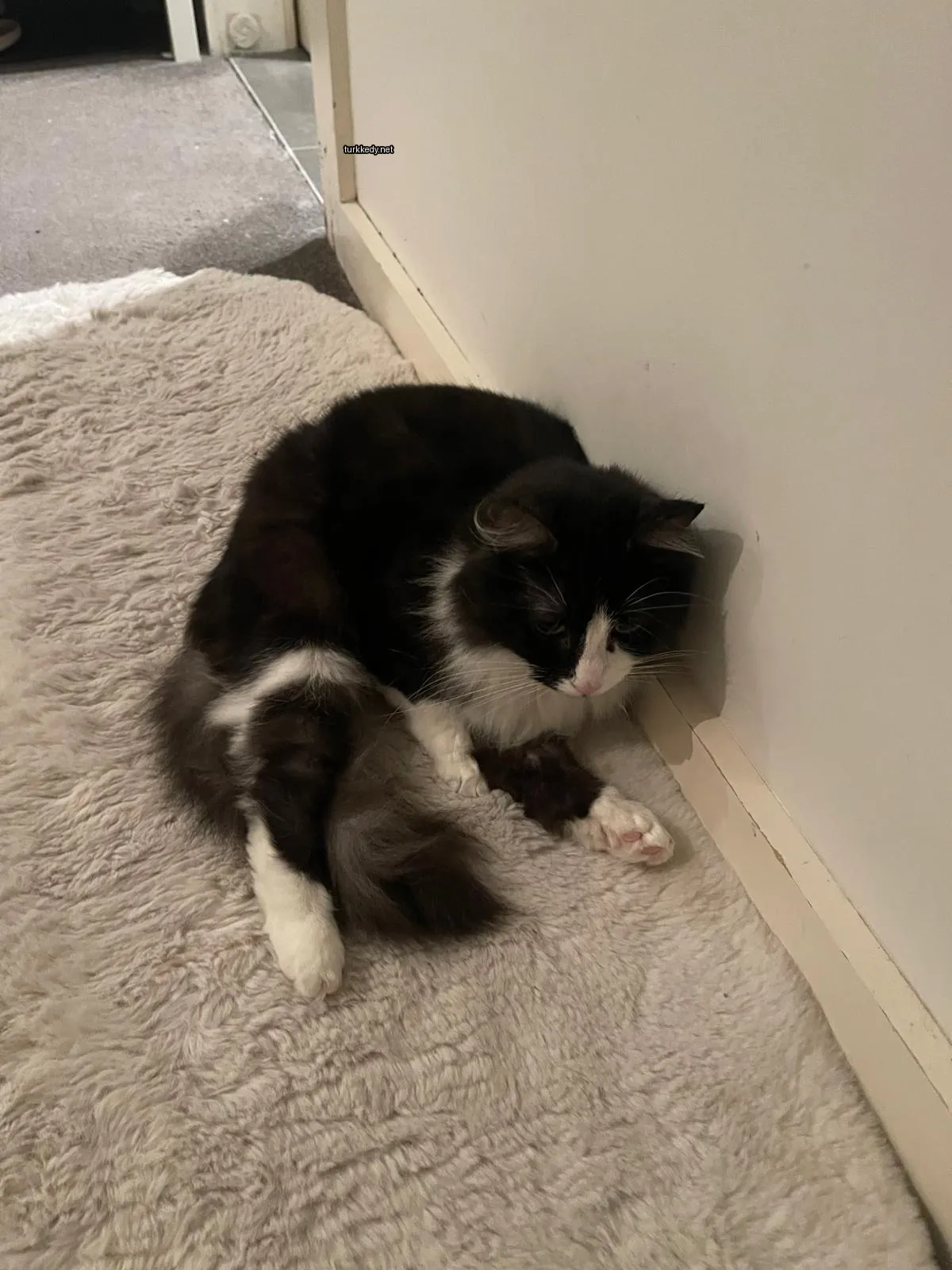 Kedi fotoğrafı #3459