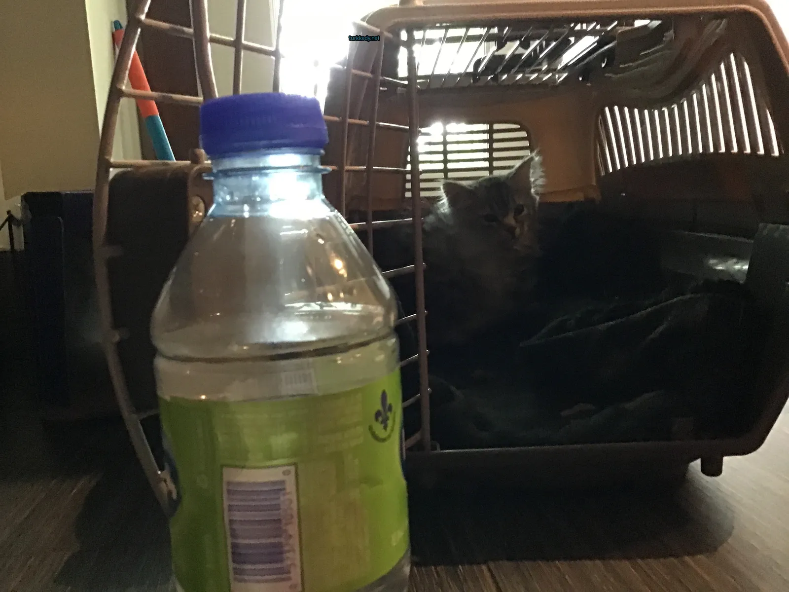 Kedi #3460