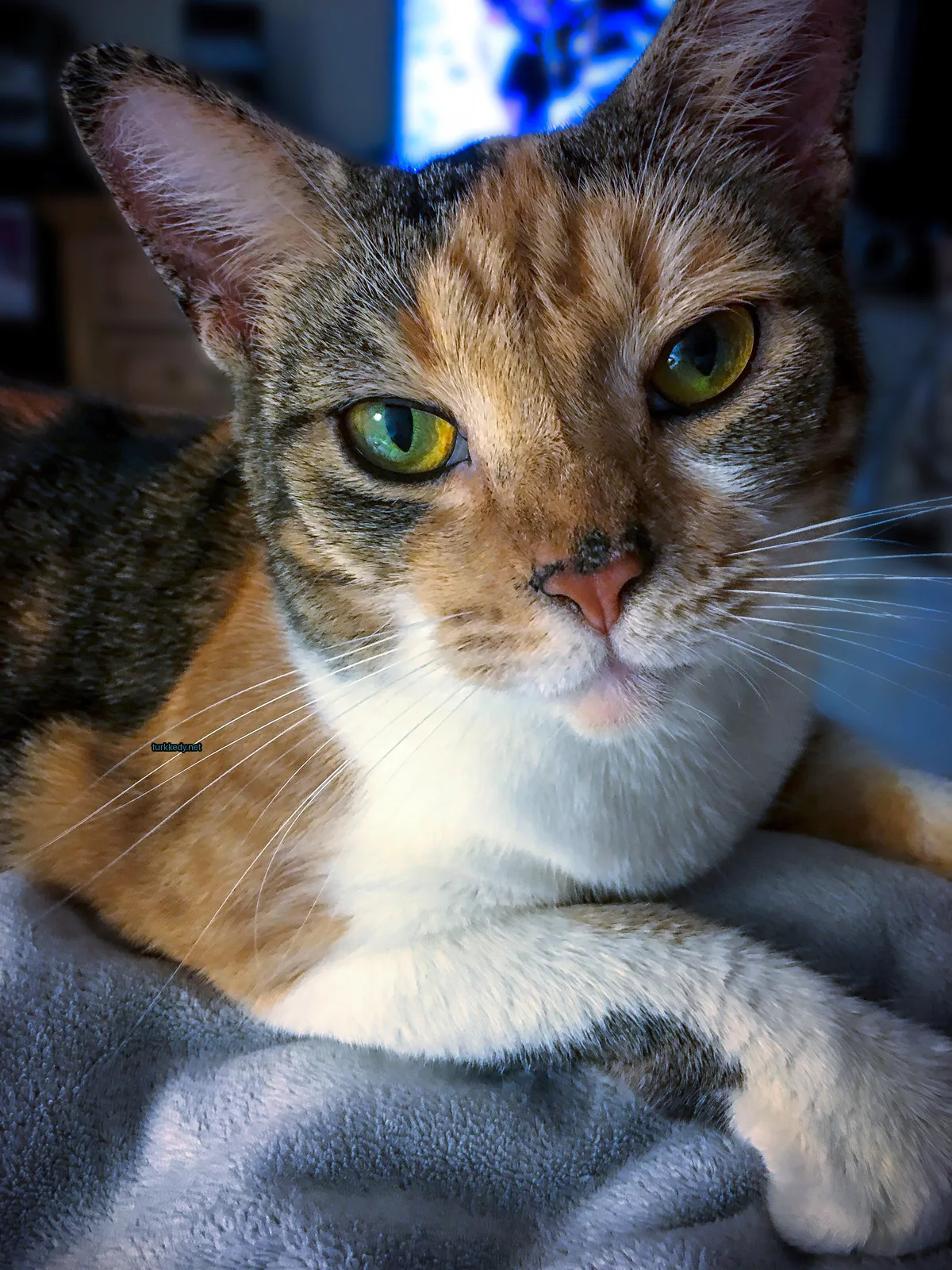 Kedi #3461