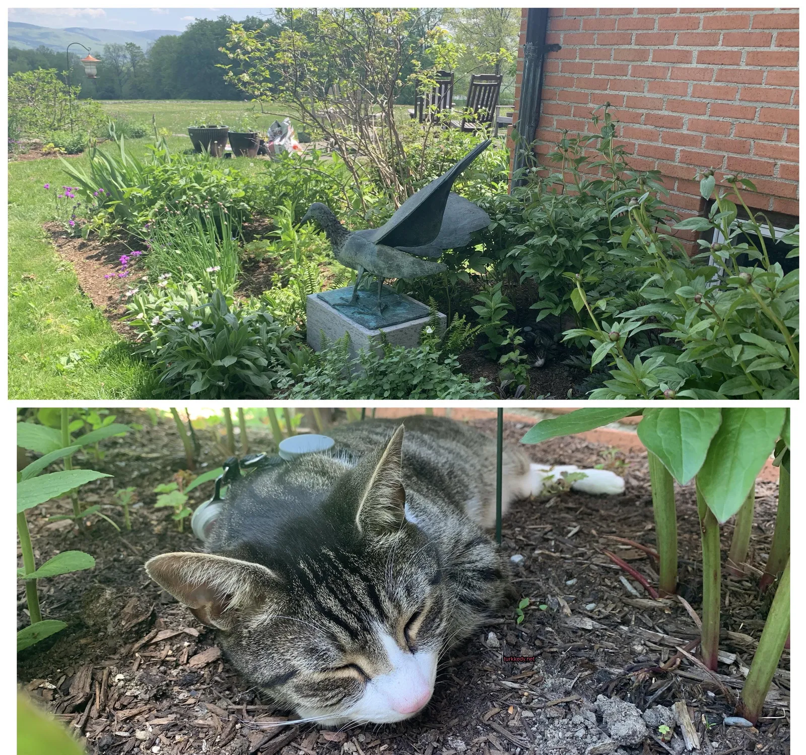 Kedi #3463