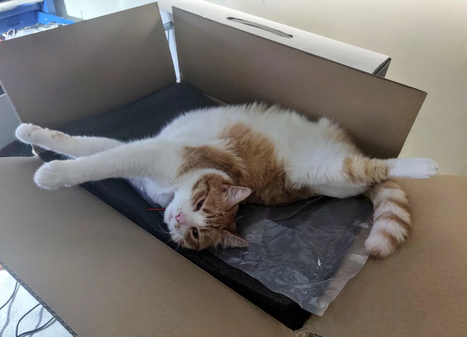 Kedi #3462