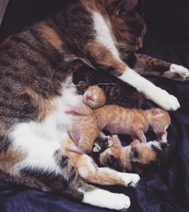 Kedi #3465