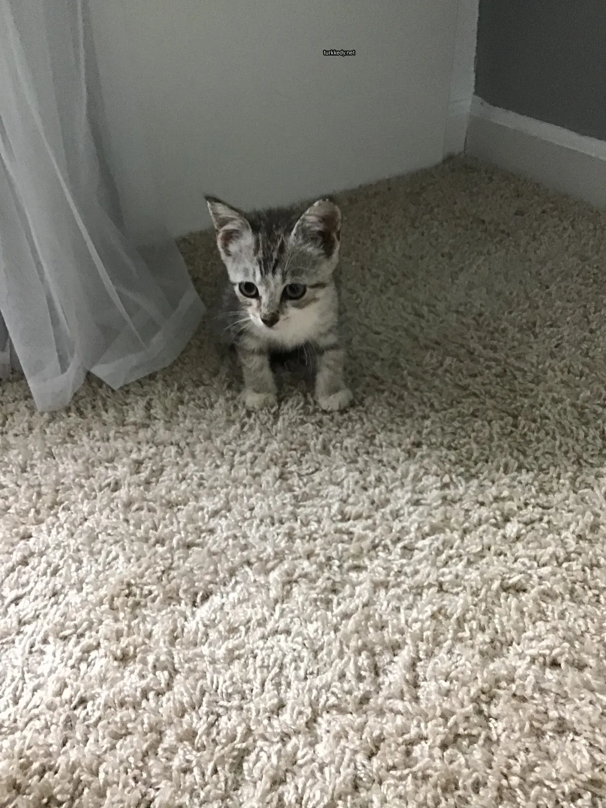 Kedi #3464