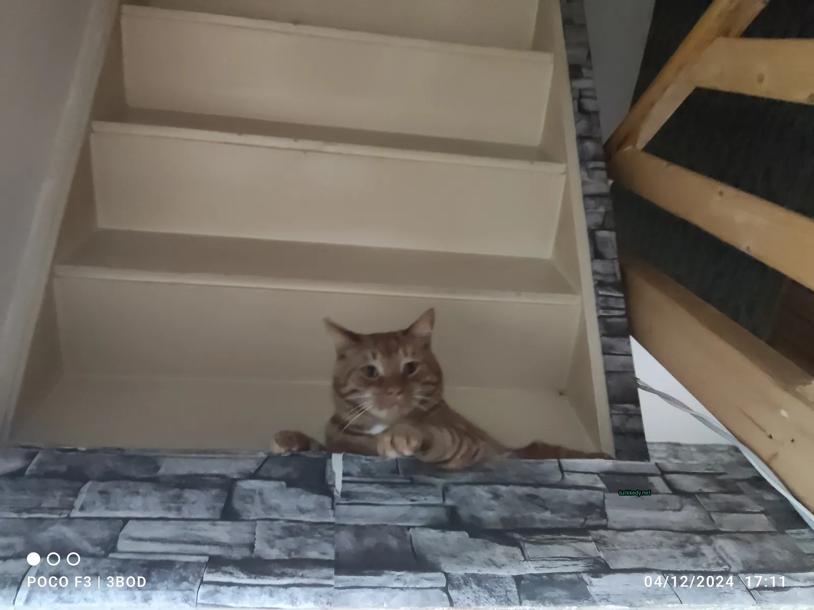 Kedi #3466