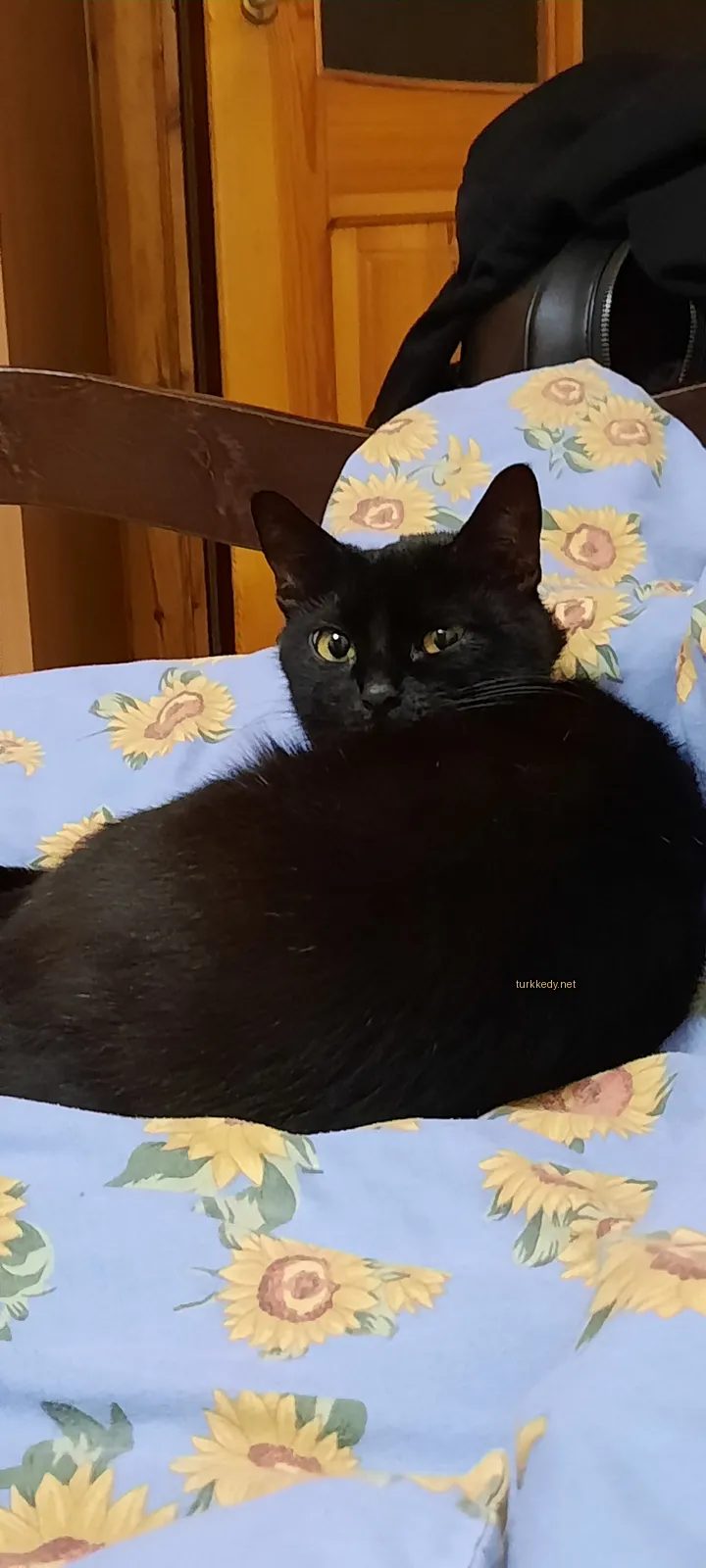 Kedi #3467