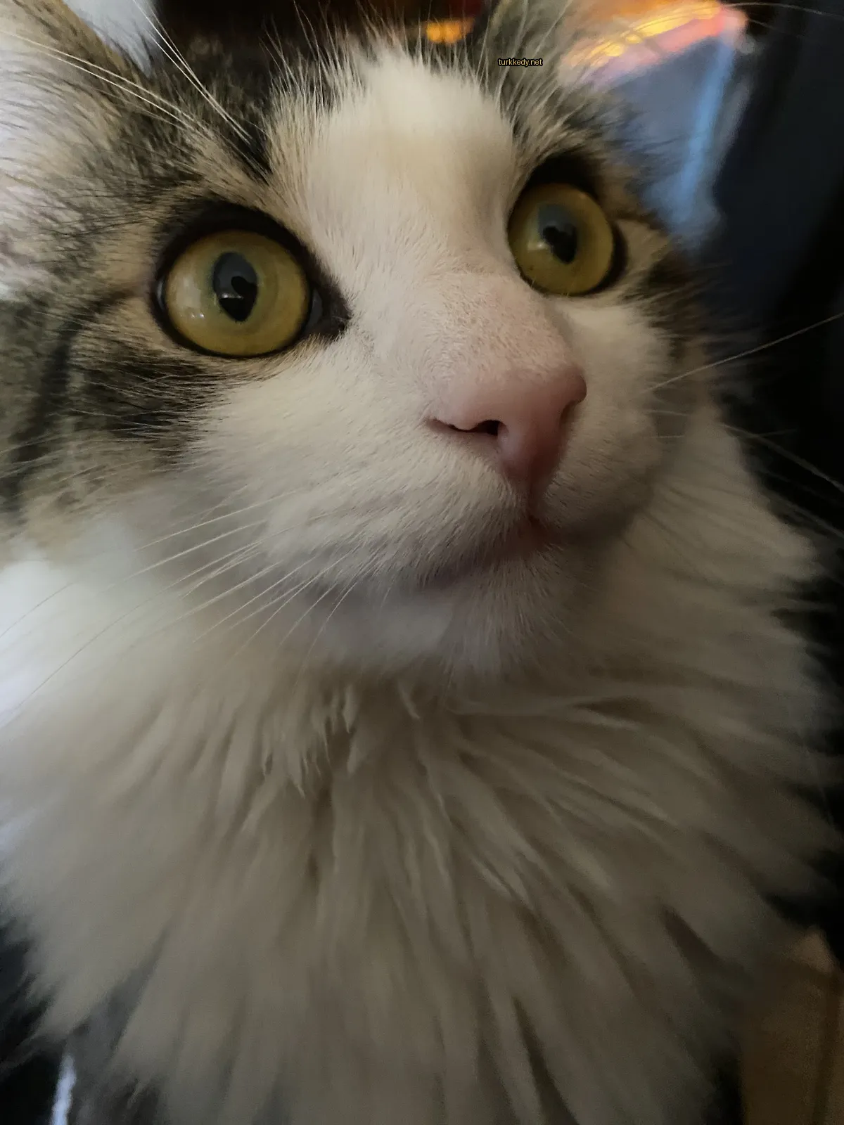 Kedi #3468