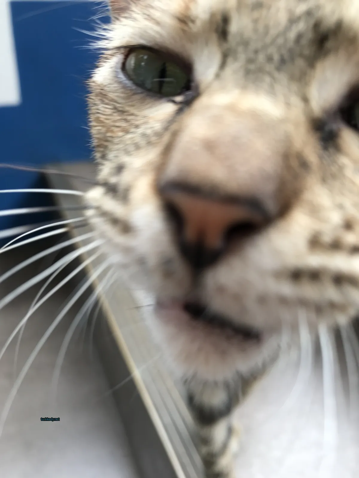 Kedi #3469