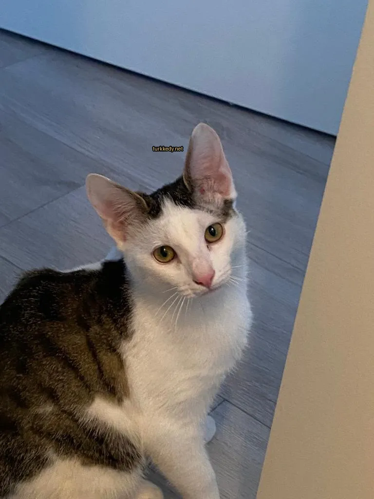 Kedi fotoğrafı #3471
