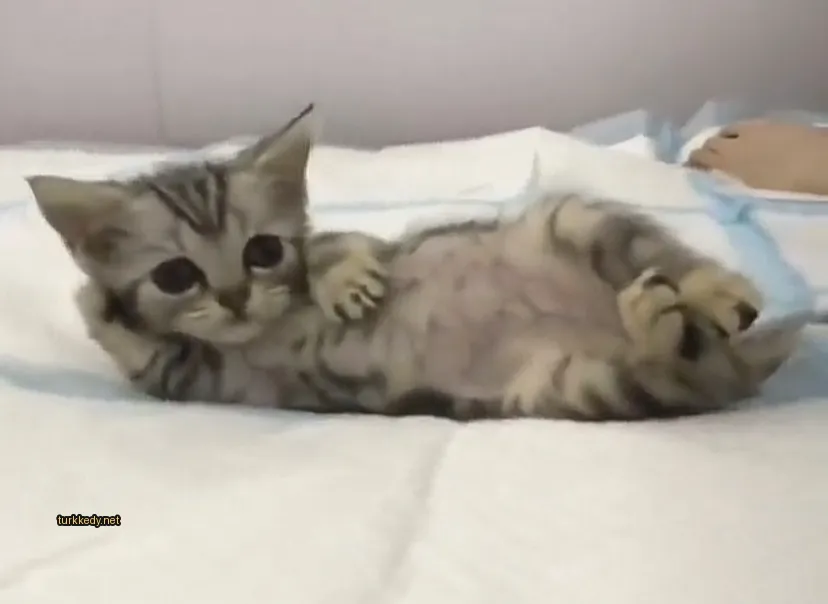 Kedi #3470