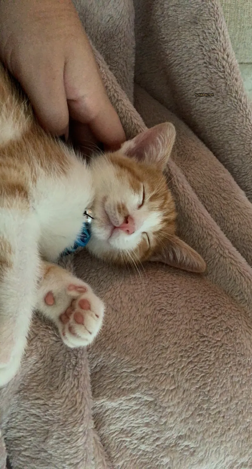 Kedi #3472